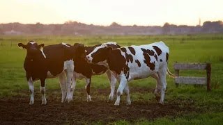 videos sound effect pictures mooing video effects picture ambient realistic animal sounds cows cow [upl. by Allbee]