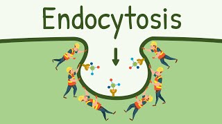 Endocytosis Pinocytosis and Phagocytosis  Eating Digesting and Pooping by the Cell [upl. by Lyall]