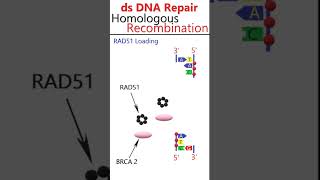 Homologydependent double strand DNA break repair animation csirnetgate [upl. by Anerom75]