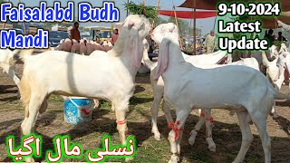 Budh Mandi faisalabd naimuana  pure kajla amp rajanpuri gulabi  pardesi Mandi official October 9 [upl. by Justis]