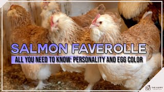 Salmon Faverolle All You Need To Know Personality and Egg Color [upl. by Ivanah]