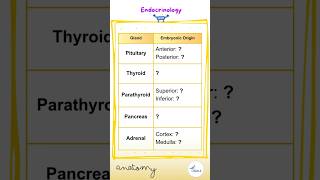 Endocrine System Anatomy  Docrobytes Flashcards  USMLE Drone endocrinology [upl. by Atinot958]