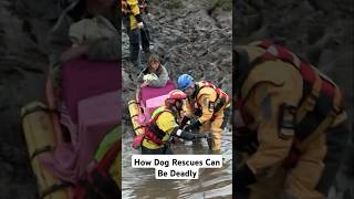 Dog Rescues Unbelievable Dangers Exposed [upl. by Ford608]