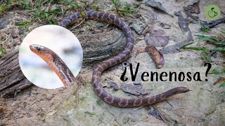 ¿Serpiente venenosa en el Amazonas  Atractus major [upl. by Irrek]