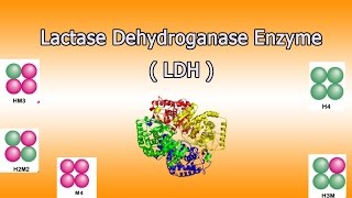 Lactate dehydrogenase enzyme  Clear Over View [upl. by Anaihr]