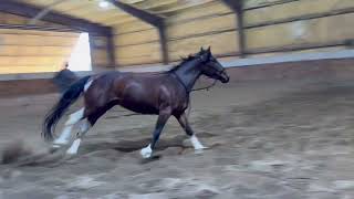 Smart Smokin Haidas  2021 Filly  Free Movement [upl. by Nezam885]