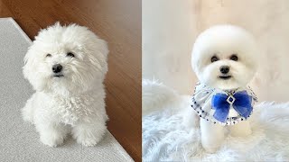 BICHON TURNING INTO A CLOUD ❤️🐻 [upl. by Ecirahs]