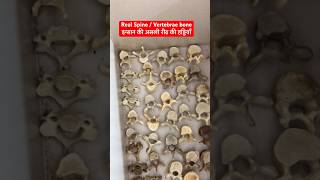 इन्सान की असली रीढ़ की हड्डियाँ  Human Real Spine  Vertebral bone Cervical Lumbar viral shorts [upl. by Faires145]