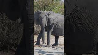 Hwange National Park Zimbabwe  shorts travel safari [upl. by Gibbs468]