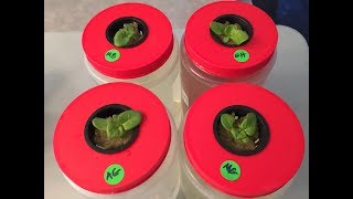 How To Start Seedlings For Hydroponic and The Importance of Proper Lighting [upl. by Berg58]