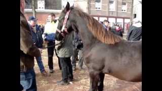 Paardenmarkt Lottum 2012 [upl. by Kaycee359]