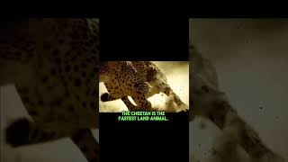 Cheetah running speed cheetah hunting skill trending wildlife animallife shorts [upl. by Airegin]