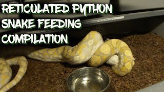 Reticulated Python Snake Feeding Compilation [upl. by Nee]