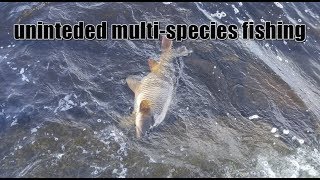 Unintended multispecies fishing The Charles river Boston [upl. by Elenore]