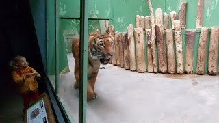 Malayan Tiger at Zoo Praha  070124 [upl. by Hughett]