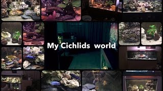 My Cichlids world [upl. by Hameerak496]