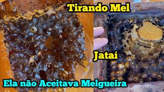 TIRANDO MEL🍯 PELA PRIMEIRA VEZ DESSA JATAI  Não aceitava a melgueira [upl. by Eidnahs]