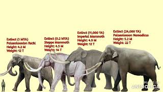 ElephantsProboscideans Size Comparison [upl. by Chamberlin]