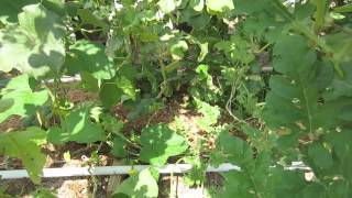 How To Hand Pollinate Watermelon Cantaloupe amp Cucumbers [upl. by Ecirtal475]