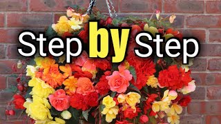 How to Create a Beautiful Begonia Hanging Basket  Gardening for Beginners [upl. by Tawney]