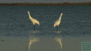 Wintering Whooping Cranes of Texas [upl. by Novoj313]