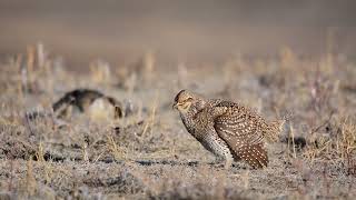 Sharptailed grouse at The Nature Conservancys Niobrara Valley Preserve in the Nebraska Sandhills [upl. by Lian73]