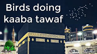 Birds Doing Tawaf around the Kaaba Makkah Saudi Arabia [upl. by Salvidor]