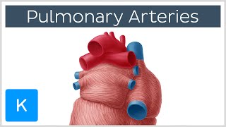 Pulmonary Arteries  Location amp Function  Human Anatomy  Kenhub [upl. by Aisats50]