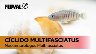 Especie Destacada  Neolamprologus Multifasciatus [upl. by Dom]