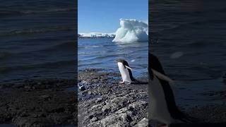 Embodying the Penguin An Imaginative Exploration of Empathy in Antarctica [upl. by Nashom660]