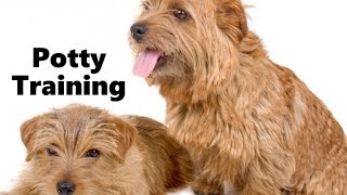 How To Potty Train A Norfolk Terrier Puppy  Norfolk Terrier Training  Norfolk Terrier Puppies [upl. by Yleen]