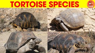 Fascinating Types of 🐢Tortoise Species Name in English for kids kidslearning animals tortoise🐢🌟 [upl. by Esila]