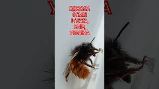 Бджола Осмія Рогата Osmia cornuta Навесні 2024р Female of Mason Bee Megachilidae Kyiv Ukraine [upl. by Damien]