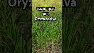 काला नमक धानOryza sativapaddy crop agriculture [upl. by Lallage290]