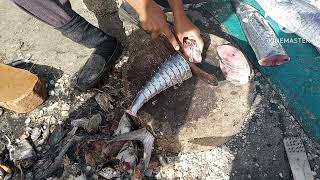 Fish cutting skills king mackerel fish  surmai fish  karachi fish harbor  karachi fisheries [upl. by Bortz625]