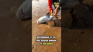 Who Saved This Baby Sharks Life 🦈🌊 BabyShark SharkRescue OceanLife shorts animals [upl. by Paradies50]