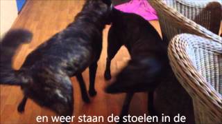 dekking lex en wanda zonder clip jan 2013 [upl. by Inafets]