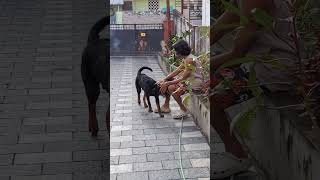 Rottweiler Zl0Ns playing time Throw amp pick funs with his Master pranavTrivandrumTC [upl. by Zia]