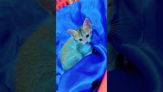 Fazal bakhsh🐾viralvideo fazalbakhshcat trendingshorts shortvideo qurantransalation catvideos [upl. by Svensen64]