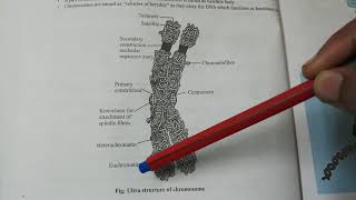 NEET Biology Cell Ultrastructure of Chromosome Heterochromatin and Euchromatin [upl. by Samled]