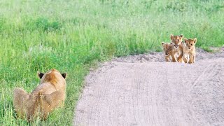 HeartWarming Reunion Between Lost Cubs and Mother [upl. by Sancho]