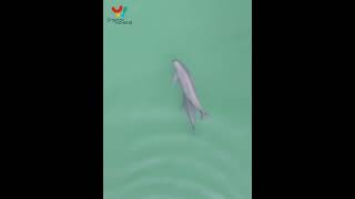 Finless porpoises frolicking in Yangtze River [upl. by Enneirb]