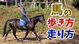 馬の走り方・歩き方リズムを知ろう [upl. by Niaz]