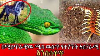 በሚስጥራዊዉ ጫካ ዉስጥ የተገኙት ያልተጠበቁ  unbeliavil animal in the world ethiopia አስገራሚ [upl. by Armstrong]