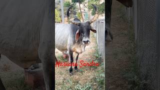 Hariana Sandra  jhumoo song bestvideo 🤨😳💪🐂🐂🐂🐂🐄 [upl. by Eetse]