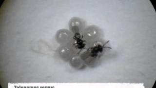 Trichogramma and Telenomus  egg parasitoid foraging behavior  competition [upl. by Llevel]