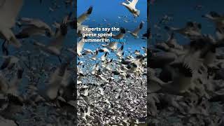 Thousands of snow geese take flight during semiannual migration Shorts [upl. by Enuahs]