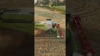 The Mi3 harvester can directly harvest the strawheavymachinery agritechmachines farmingmachines [upl. by Ecirted]