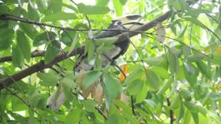 View From Kitchen Hornbill Sound [upl. by Luedtke]