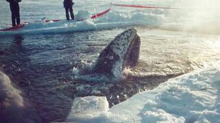 quotBig MiraclequotWhale Rescue Barrow Alaska [upl. by Llednov]